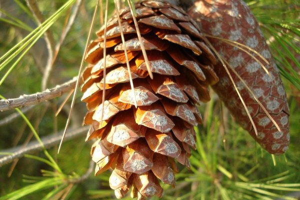 Кракен маркет kr2web in